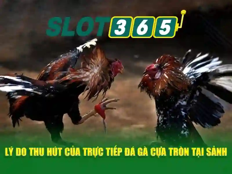 slot365 game – Khám phá nền tảng giải trí hàng đầu