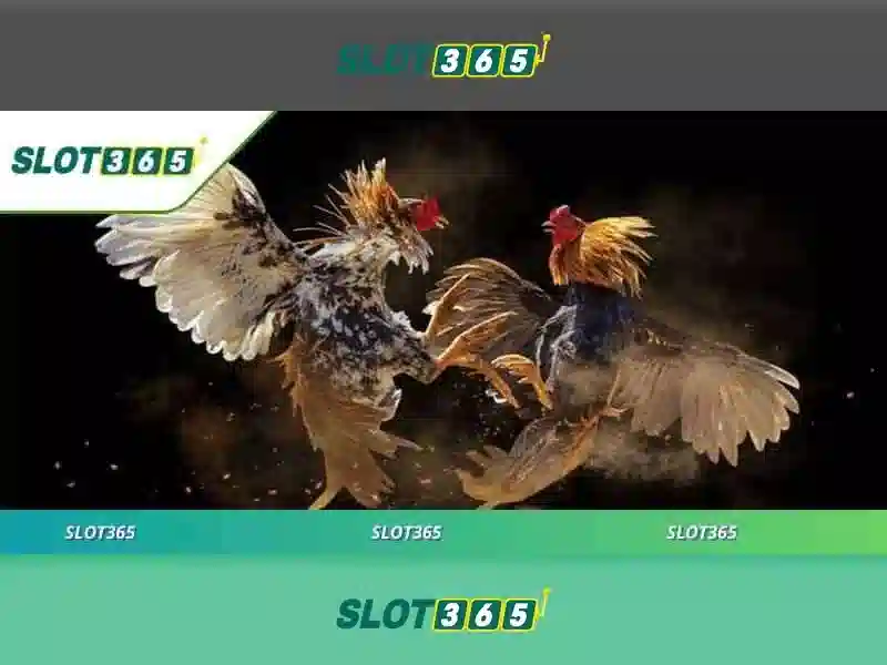 Sản phẩm và dịch vụ chính: ứng dụng thực tế của Slot365 rút tiền