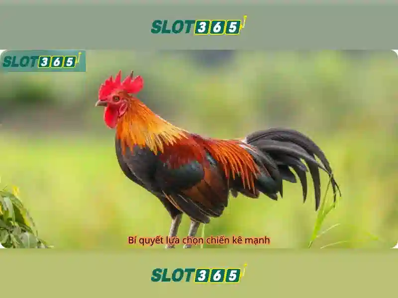 An toàn tài khoản và hoạt động của Slot365