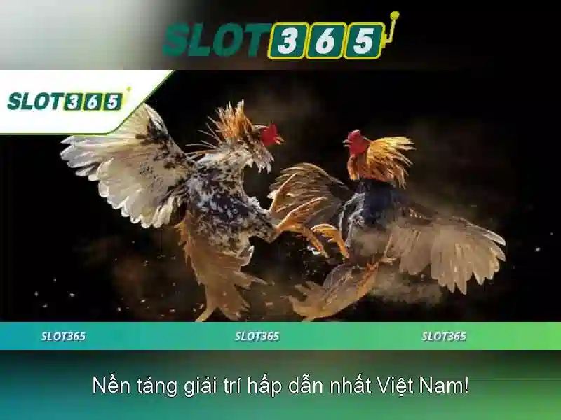 Slot365 – Tổng quan về nền tảng cá cược trực tuyến